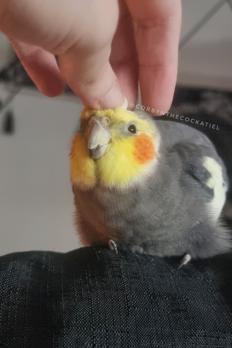 Corbyn the Cockatiel!