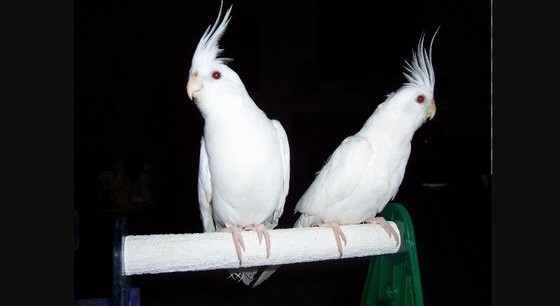 An Albino cockatiel