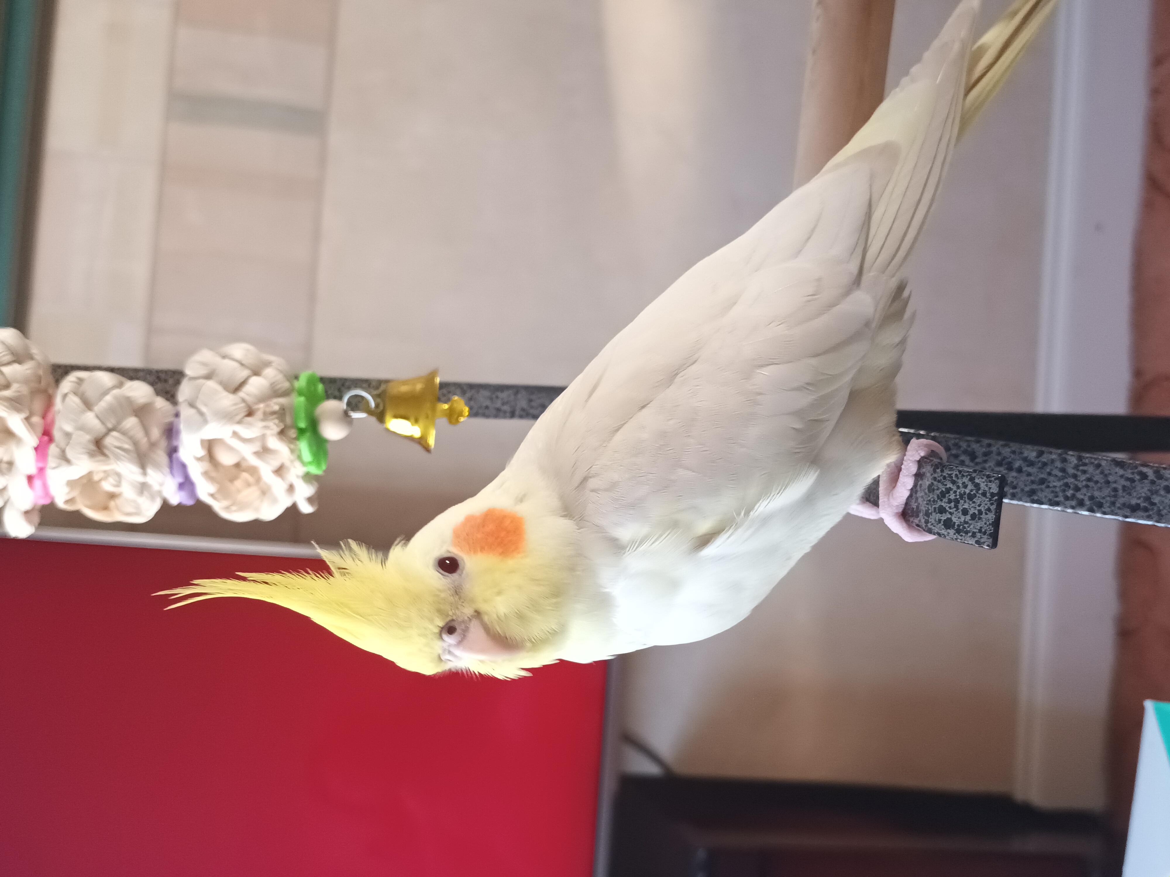 A contented cockatiel