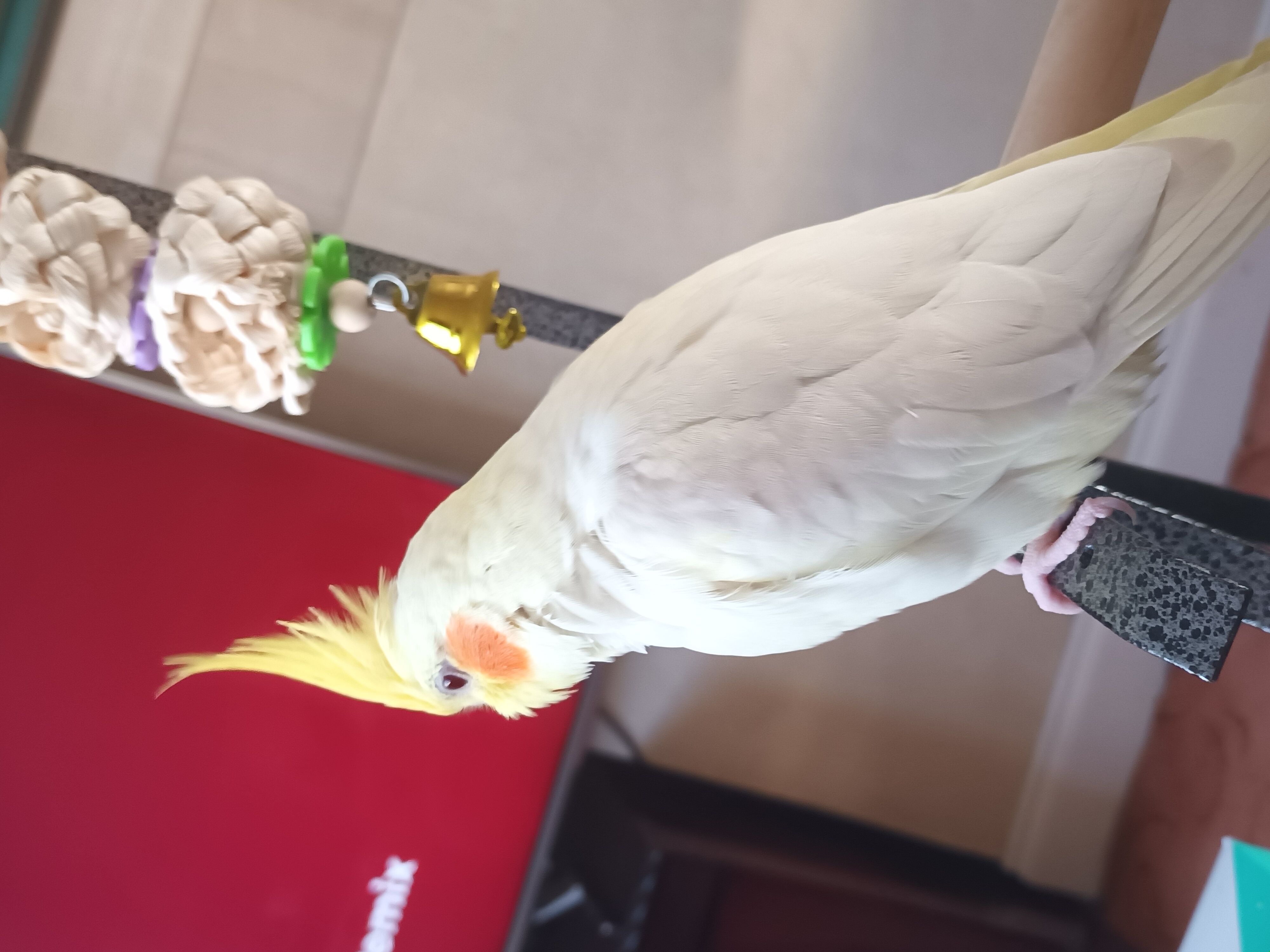 A curious Cockatiel