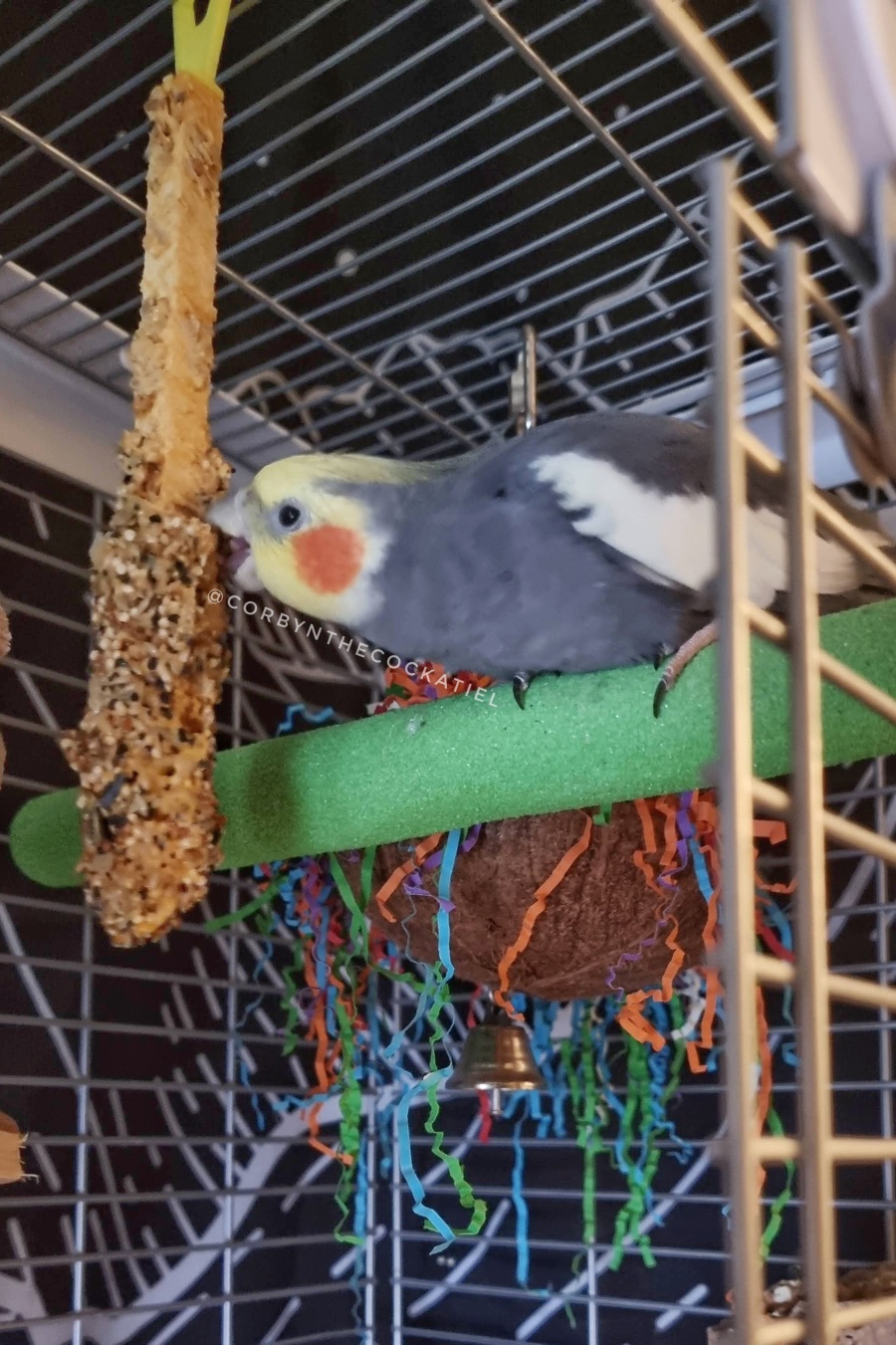 A cockatiel eating a stick treat