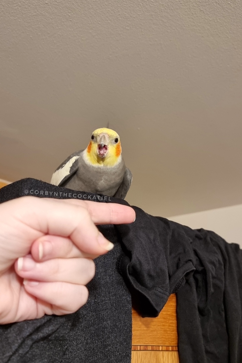 An angry cockatiel baring its beak