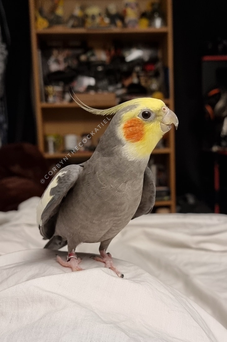 A happy cockatiel singing and 