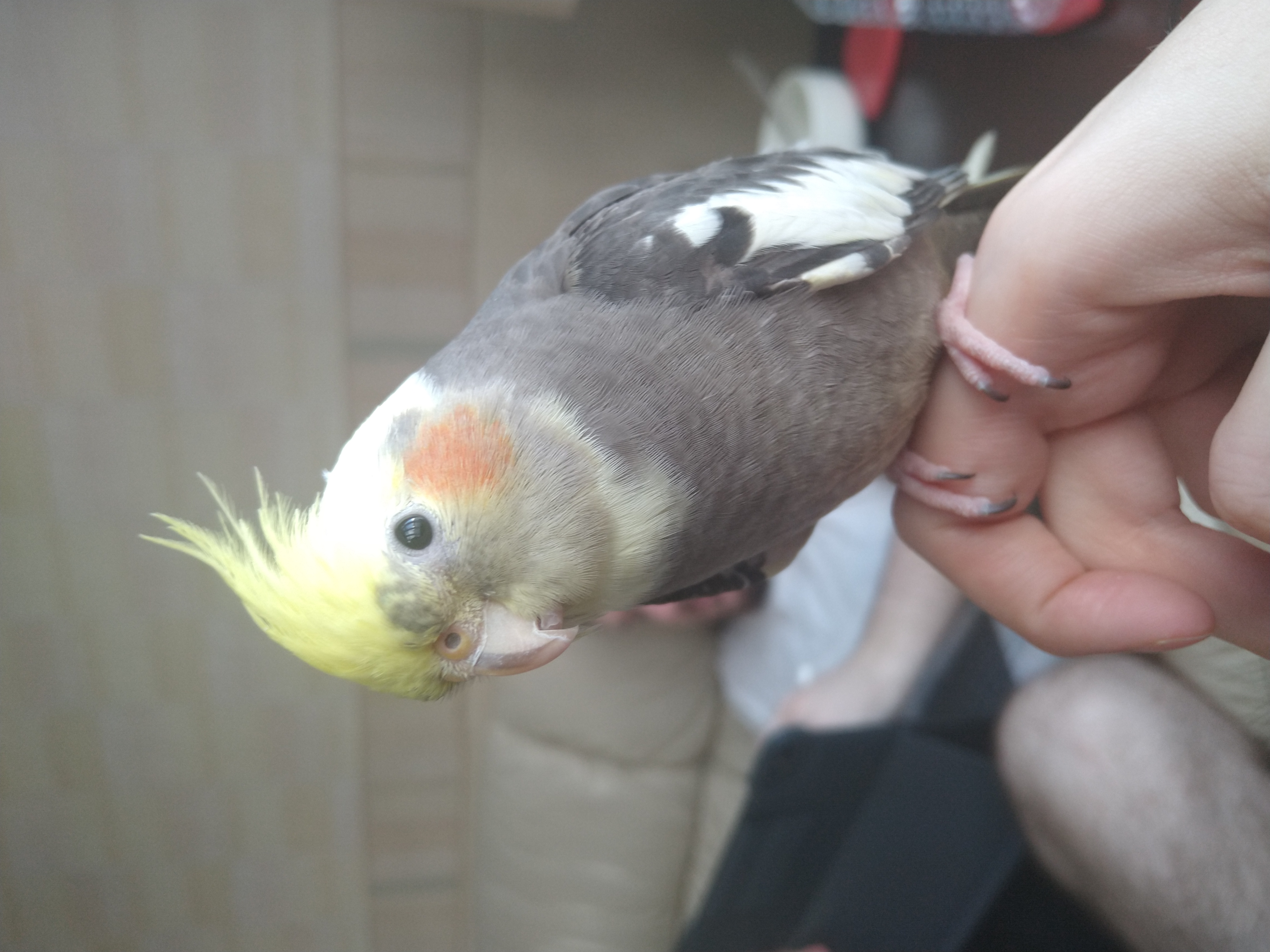 A relaxed Cockatiel