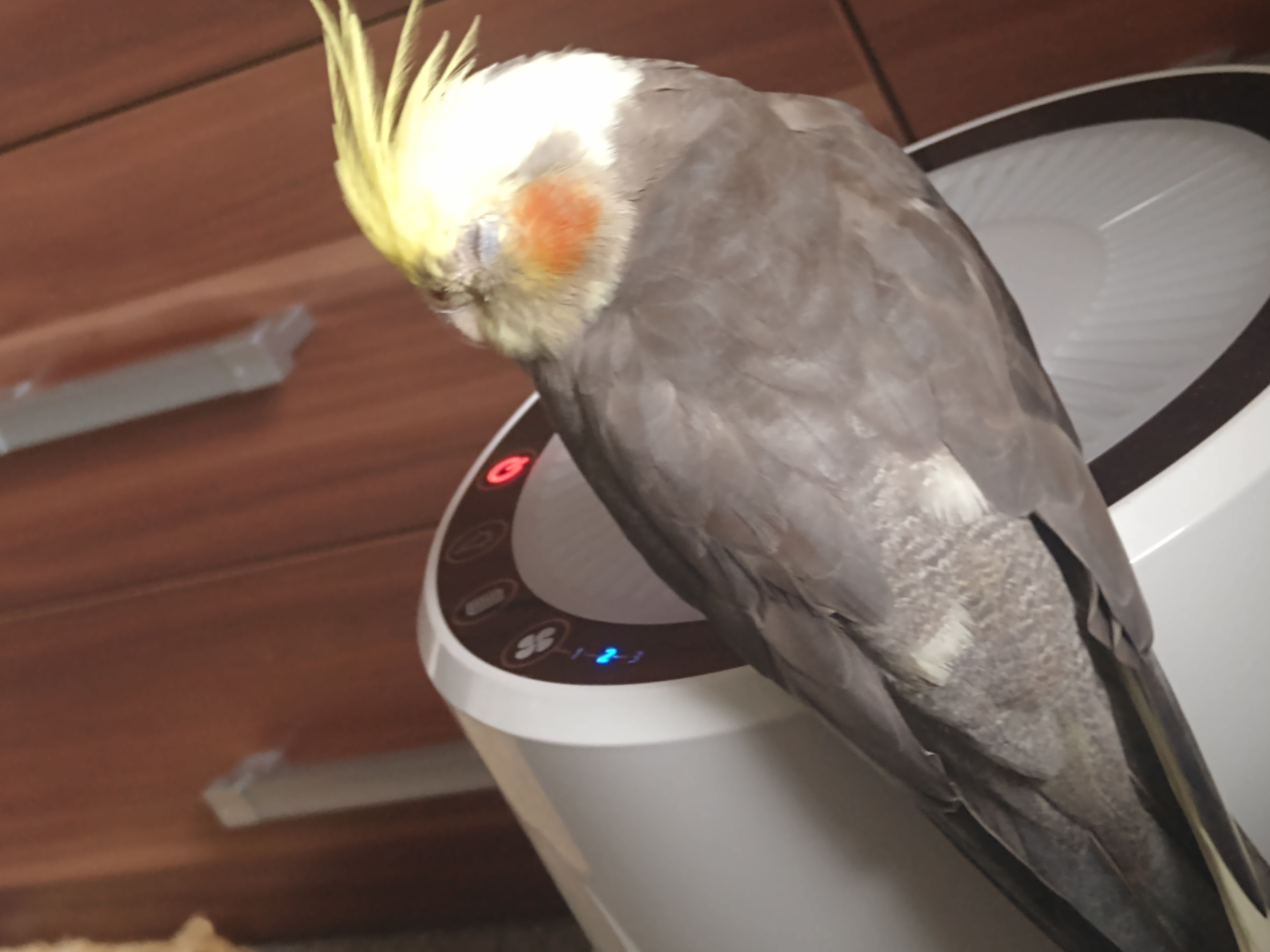 A sleepy cockatiel