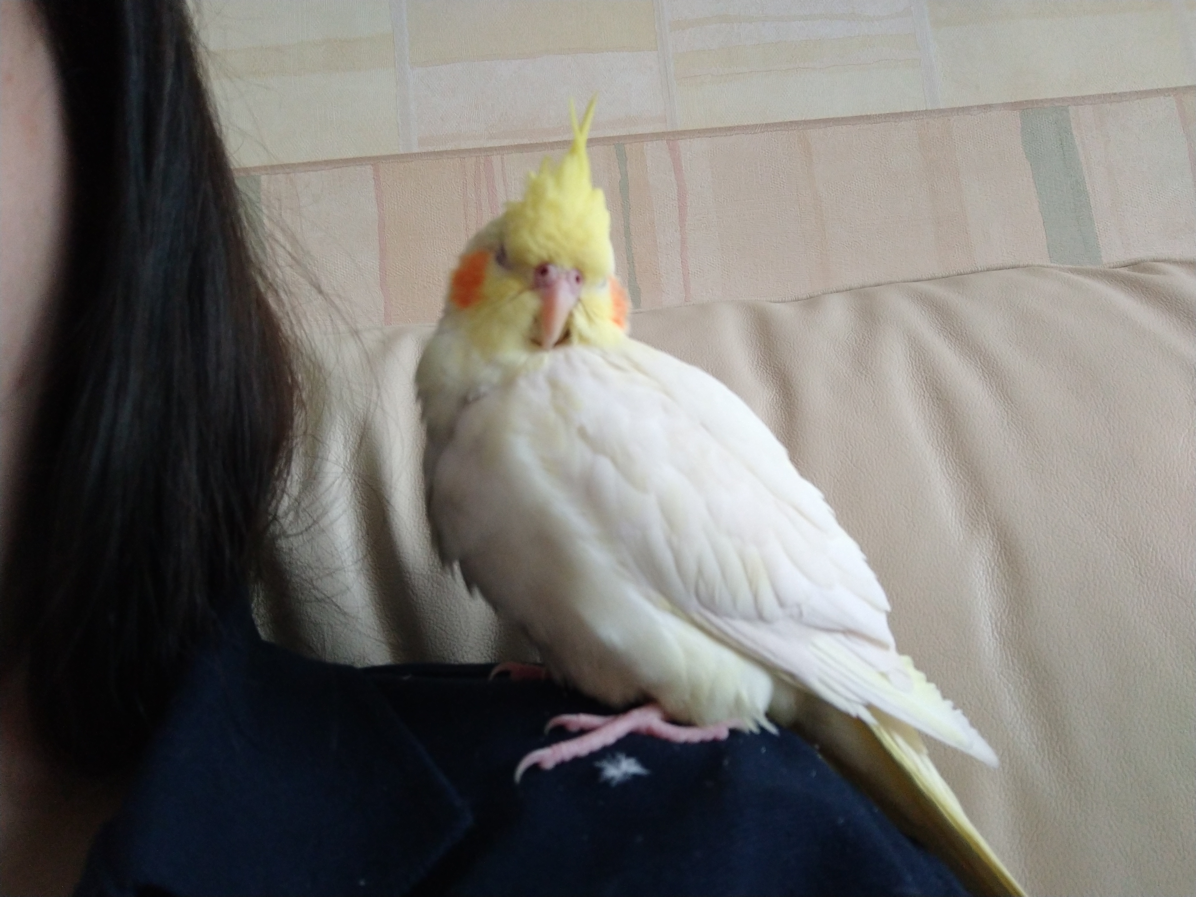 A sleepy Cockatiel