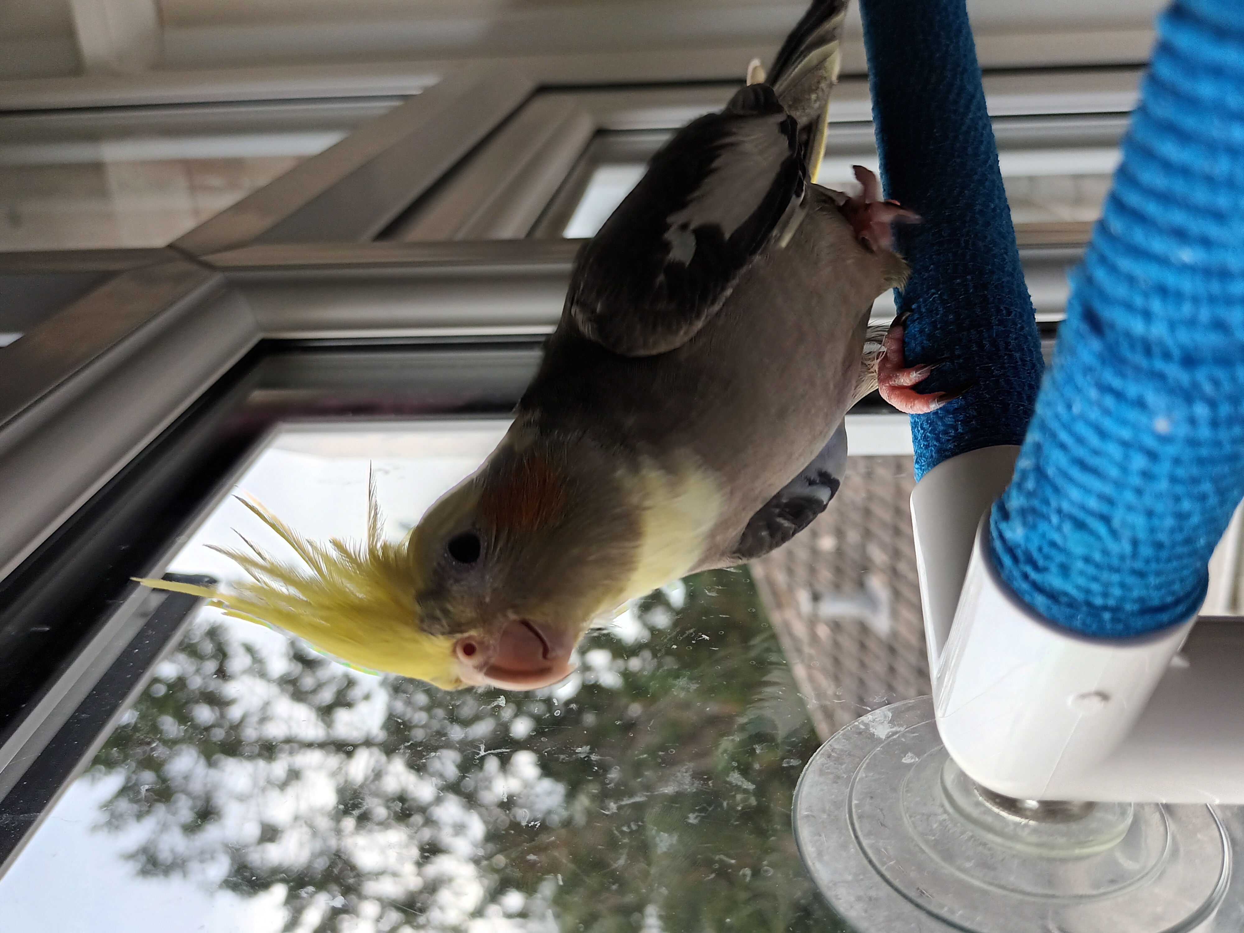 An alert Cockatiel