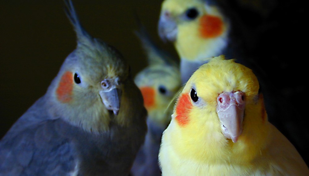 A couple of cockatiels staring at the camera