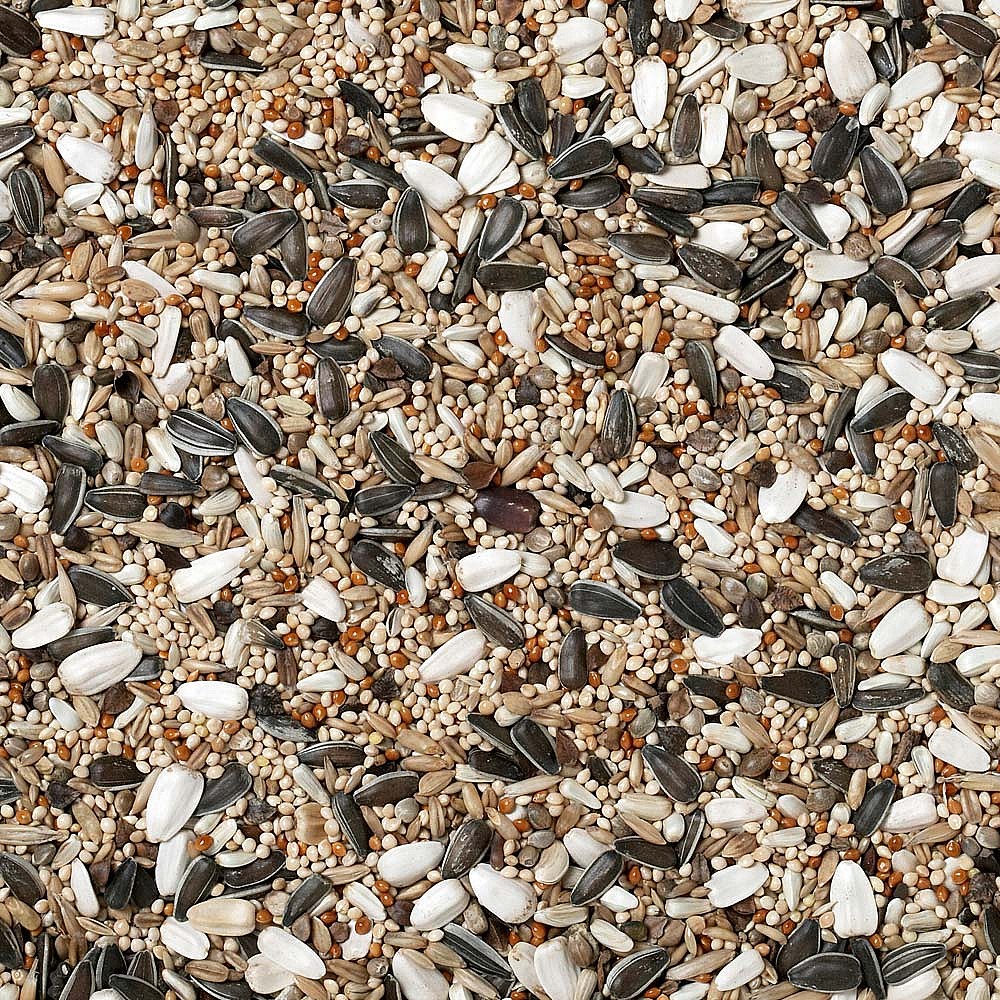 Seed in a pile