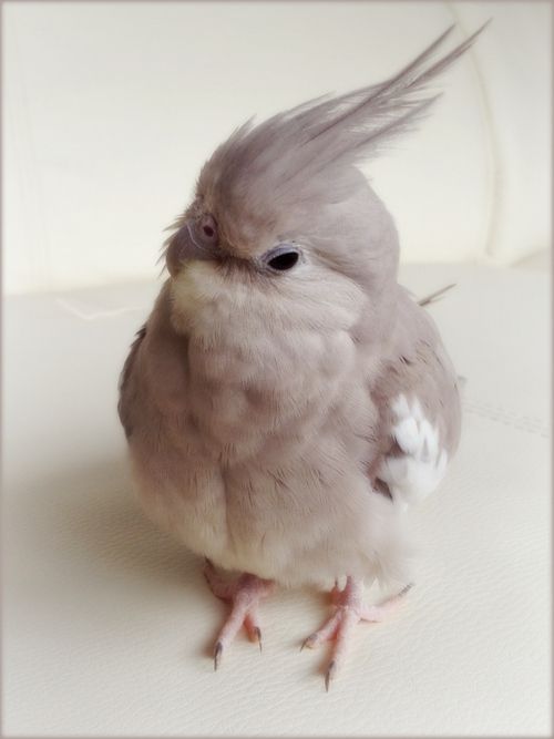 A Cinnamon cockatiel