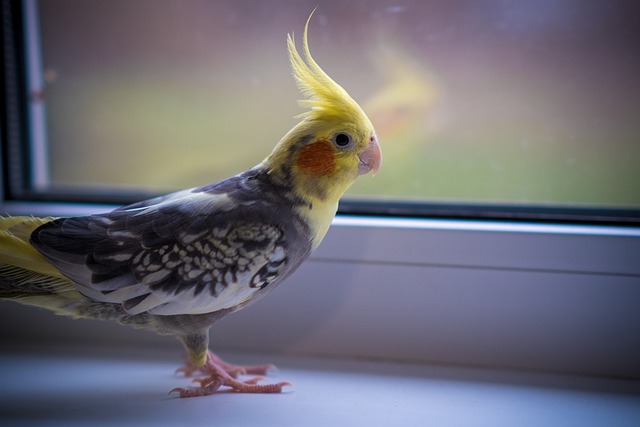 A Pearl cockatiel