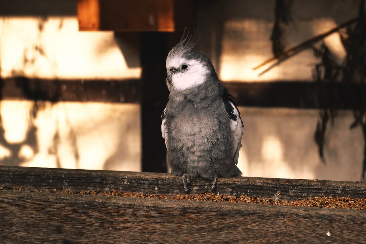 A whitefaced cockatiel