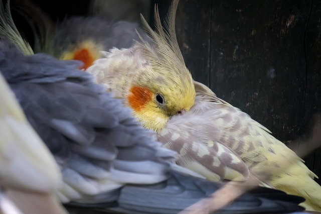 A cockatiel in the wild