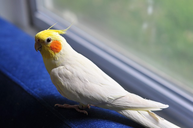 A lutino cockatiel