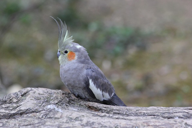 A standard grey cockatiel