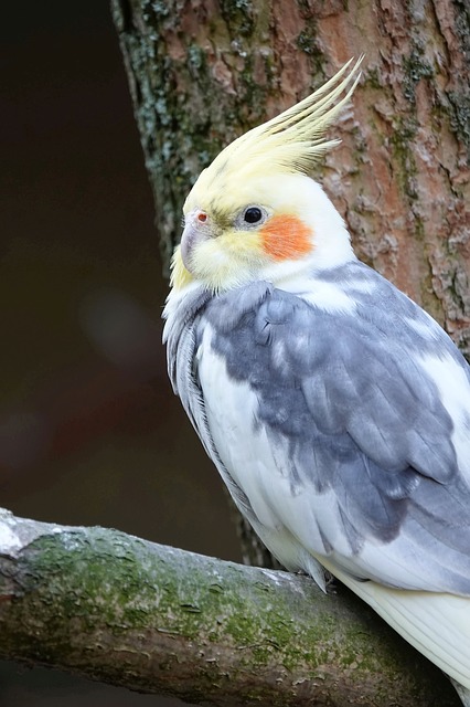 A pied cockatiel