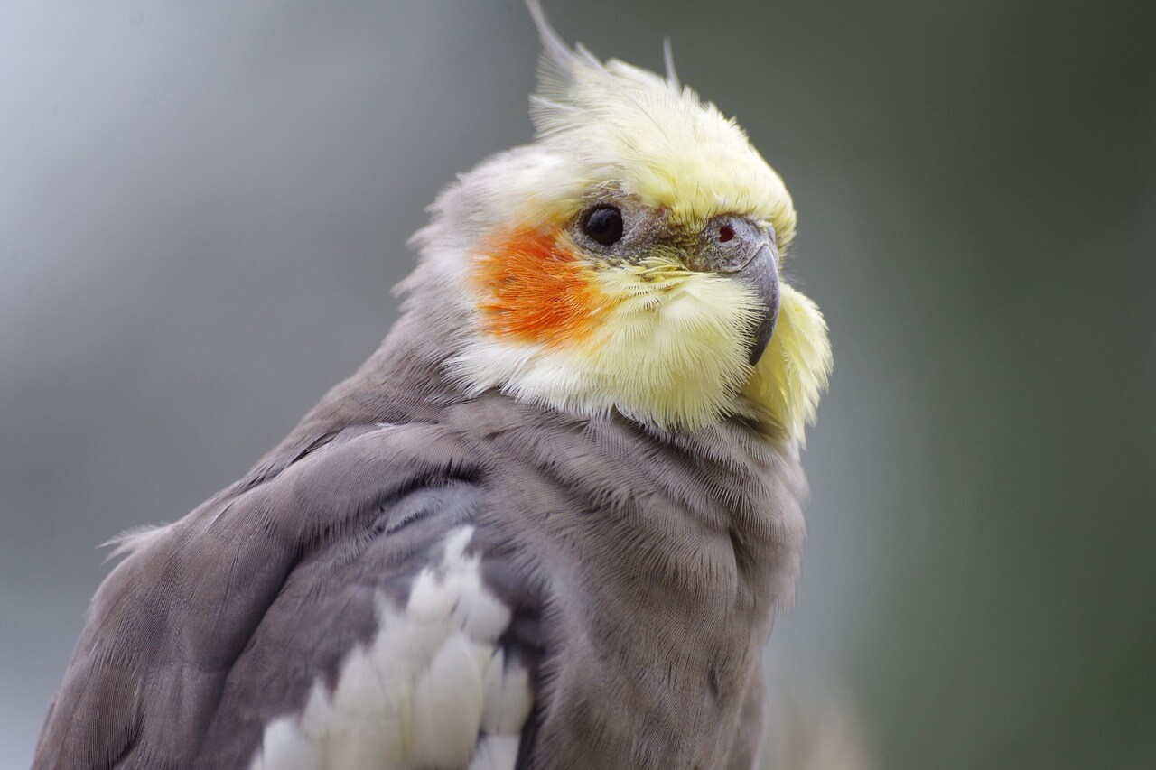 A pied cockatiel